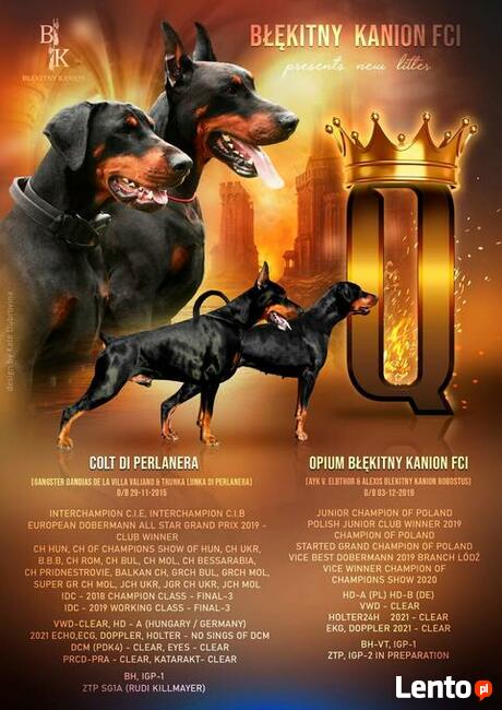 prześliczne szczenięta po wspaniałych rodzicach TOP Polska