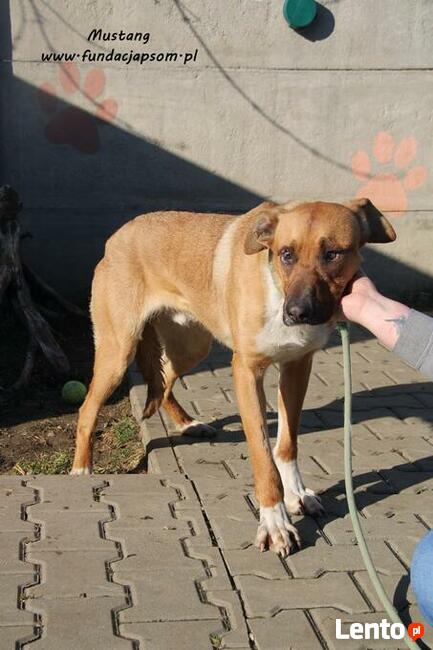 Mustang - młody rudasek