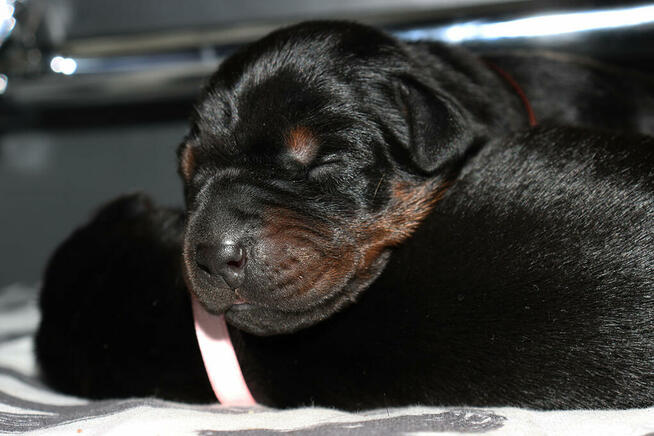 prześliczne szczenięta po wspaniałych rodzicach TOP Polska