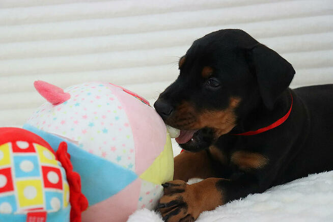 prześliczne szczenięta po wspaniałych rodzicach TOP Polska