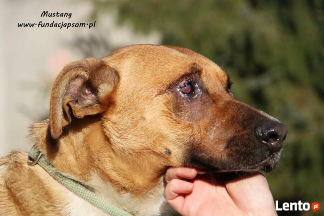 Mustang - młody rudasek