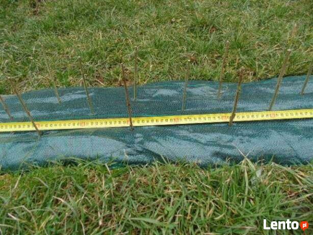 Żywopłot pospolity sztobry sadzonki