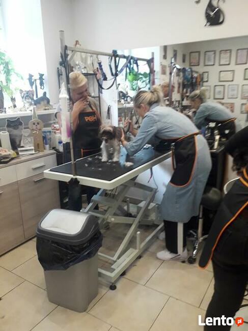 Kurs Groomingu-strzyżenie psów Zapraszamy Salon Hau-Miał