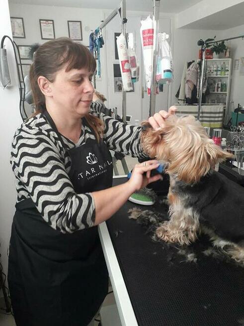 Kurs Groomingu-strzyżenie psów Zapraszamy Salon Hau-Miał