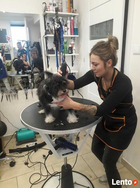 Kurs Groomingu-strzyżenie psów Zapraszamy Salon Hau-Miał