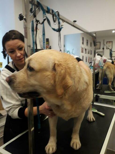 Kurs Groomingu-strzyżenie psów Zapraszamy Salon Hau-Miał