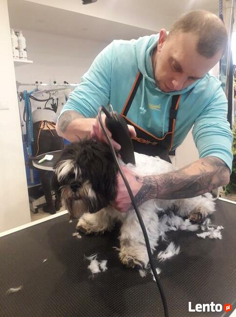 Kurs Groomingu-strzyżenie psów Zapraszamy Salon Hau-Miał