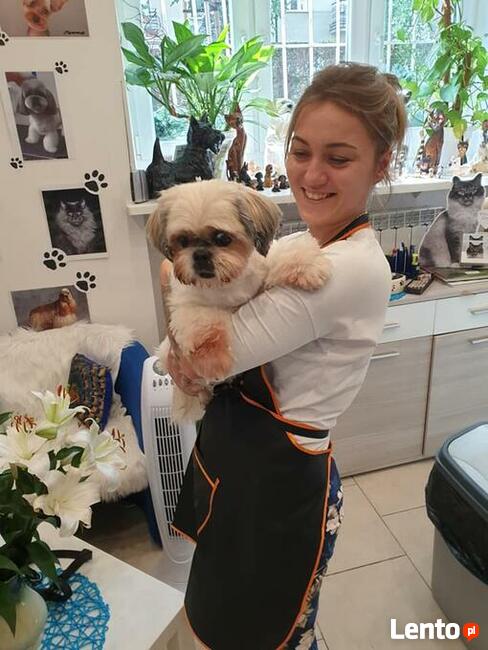 Kurs Groomingu-strzyżenie psów Zapraszamy Salon Hau-Miał