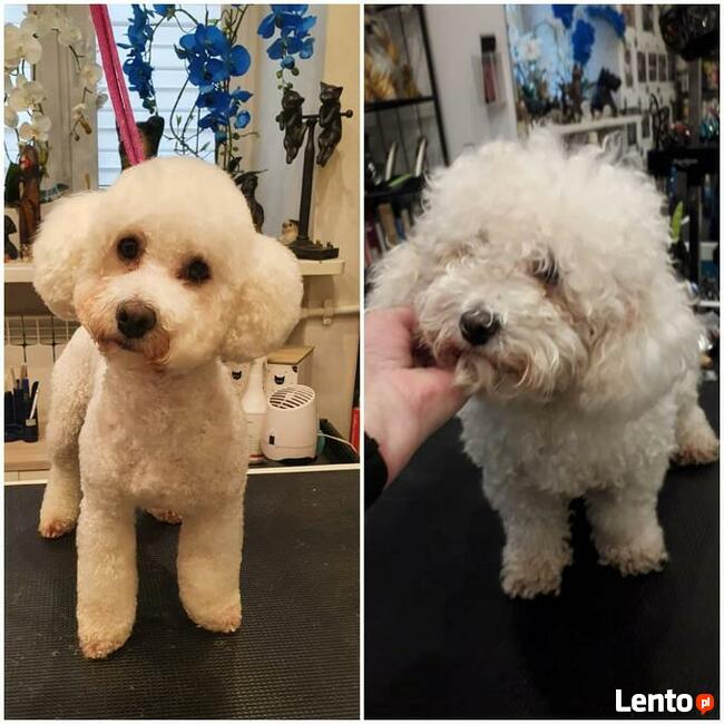 Kurs Groomingu-strzyżenie psów Zapraszamy Salon Hau-Miał