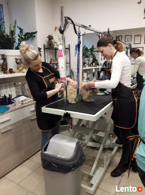 Kurs Groomingu-strzyżenie psów Zapraszamy Salon Hau-Miał