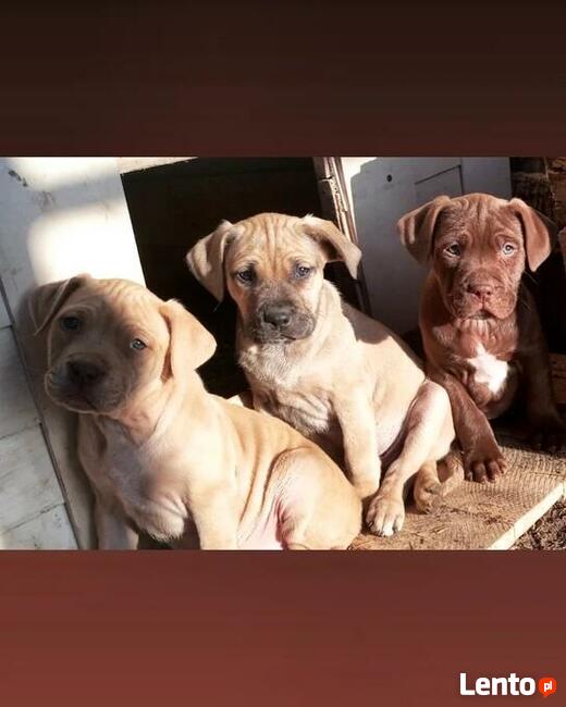 Sprzedam szczeniaki pitbull pit Bull ( nie amstaff )