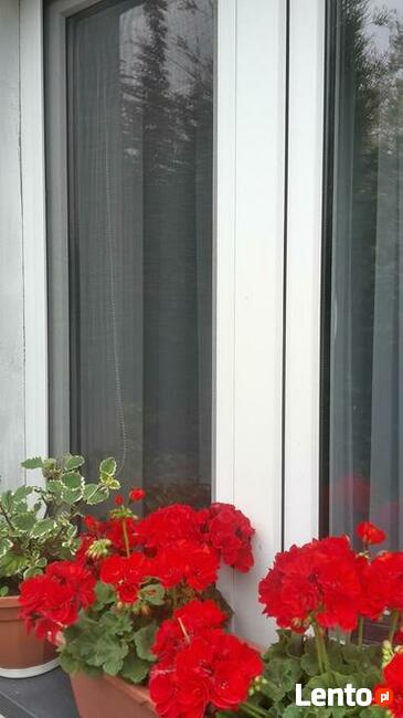 Moskitiery Ramkowe na Okna i Drzwi/na Wymiar/Ramka Aluminium