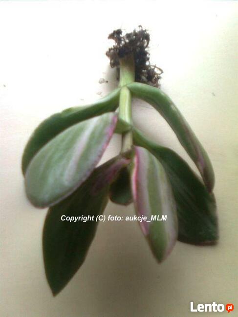 Grubosz Tricolor + Prezent, Rzadka odmiana Okazja!