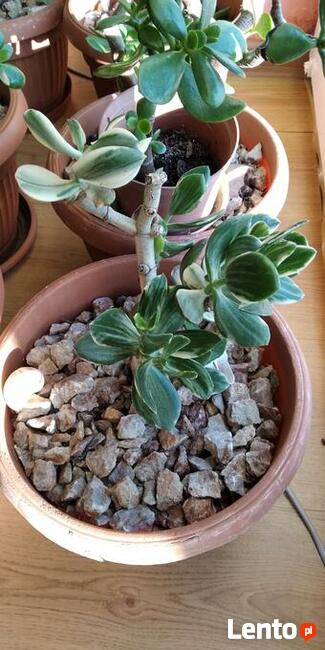 Grubosz Tricolor + Prezent, Rzadka odmiana Okazja!