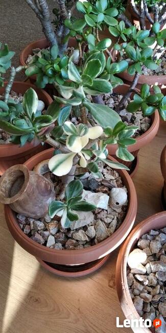 Grubosz Tricolor + Prezent, Rzadka odmiana Okazja!