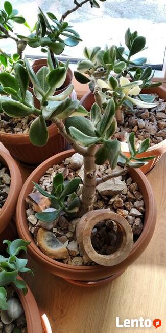 Grubosz Tricolor + Prezent, Rzadka odmiana Okazja!