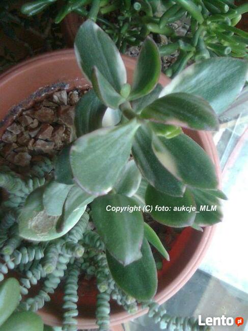 Grubosz Tricolor + Prezent, Rzadka odmiana Okazja!