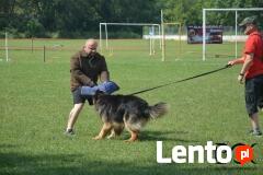Szkolenie psów