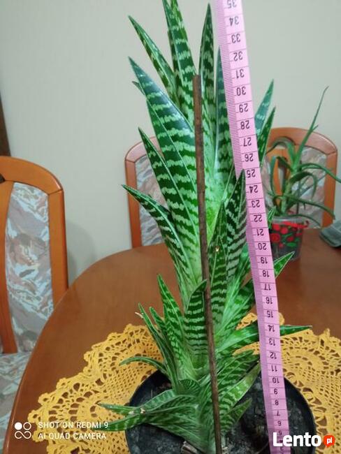 Sprzedam aloesy tygrysie i nie tylko...