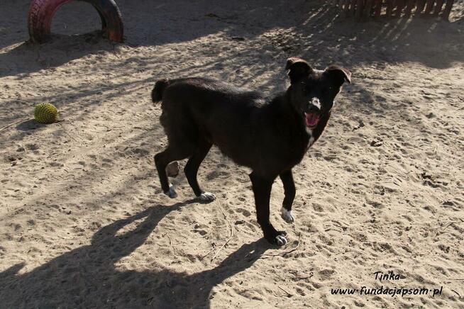 Tinka - psinka do pokochania