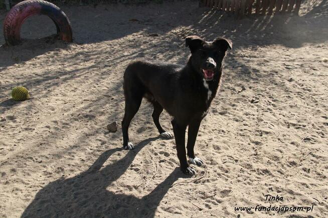 Tinka - psinka do pokochania