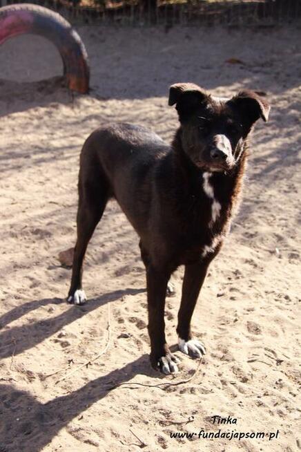 Tinka - psinka do pokochania