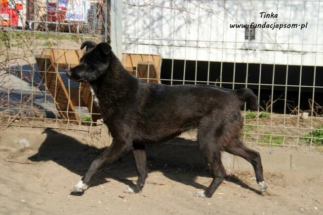 Tinka - psinka do pokochania
