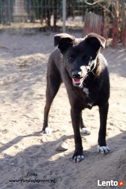 Tinka - psinka do pokochania