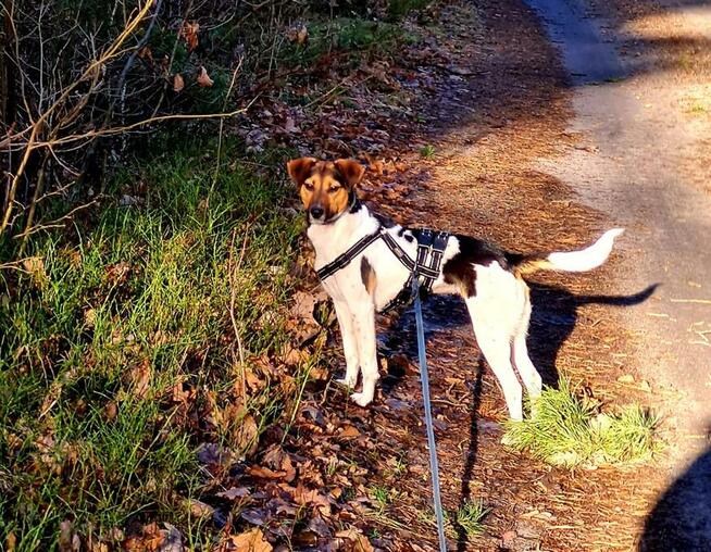 Nina- szukamy domu i ludzi aktywnych