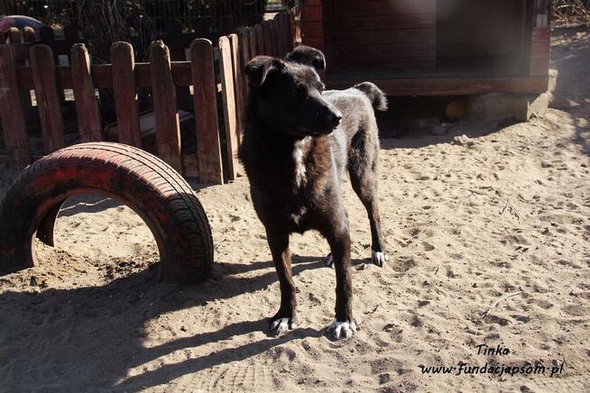 Tinka - psinka do pokochania