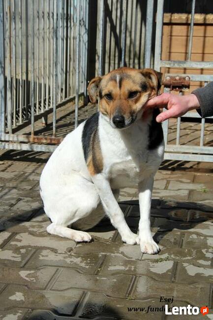 Esej - skromny psiaczek