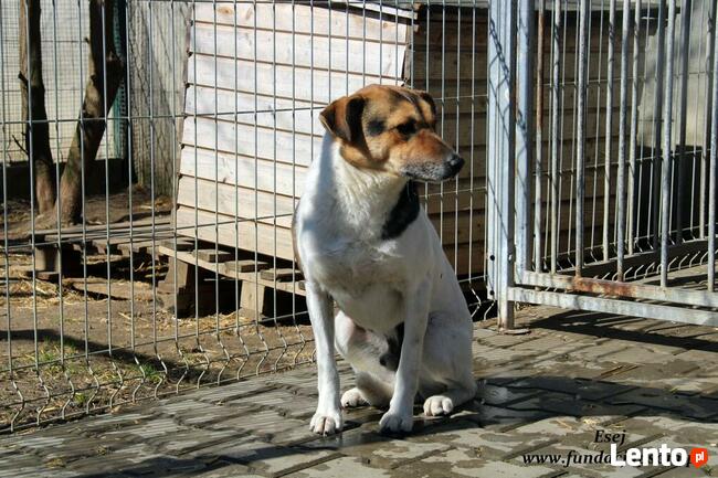 Esej - skromny psiaczek