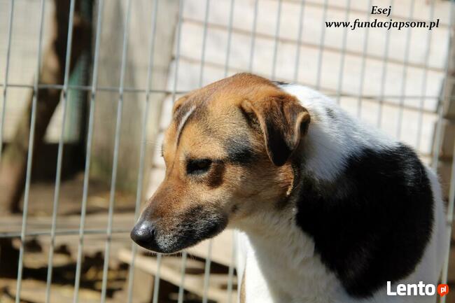 Esej - skromny psiaczek