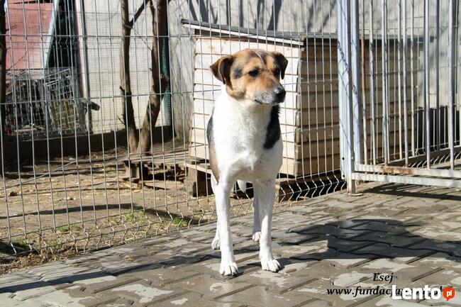 Esej - skromny psiaczek