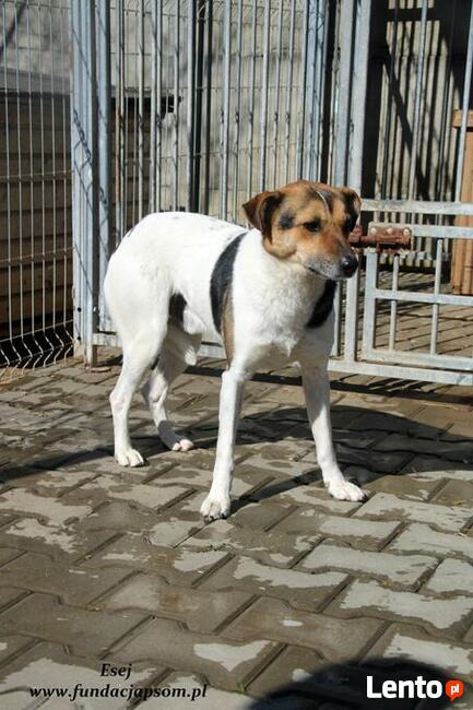 Esej - skromny psiaczek