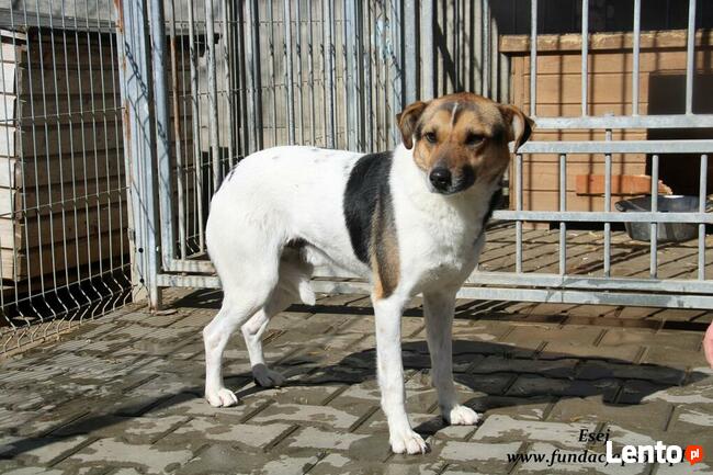 Esej - skromny psiaczek