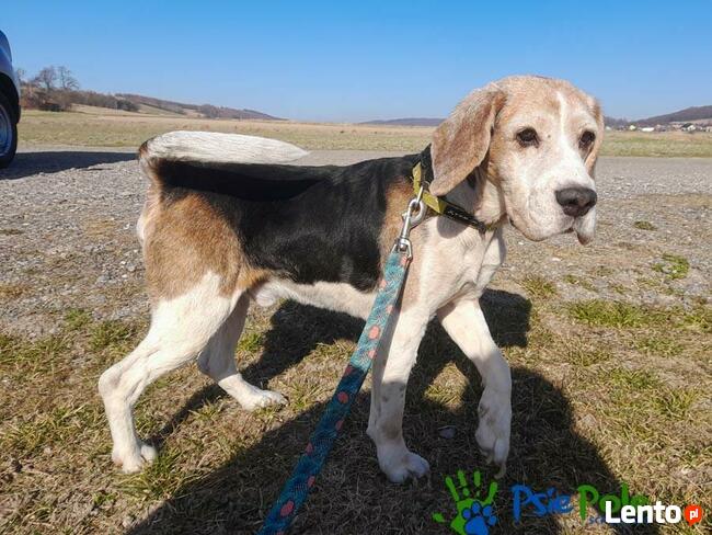 BUBA - Beagle pilnie szuka domu, adopcja