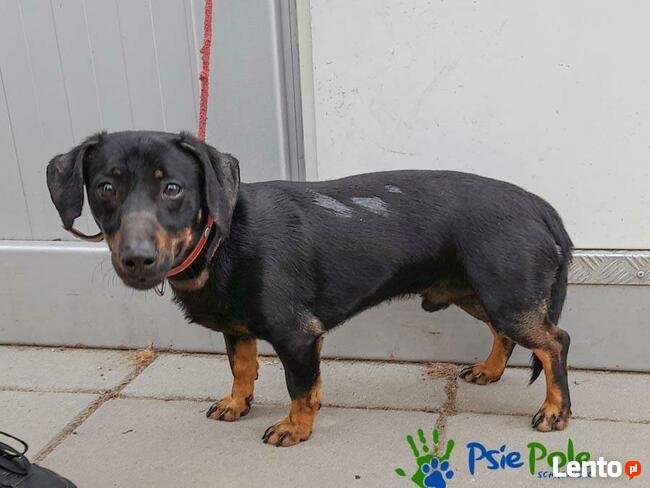 TOD - młody czarny podpalany piesek