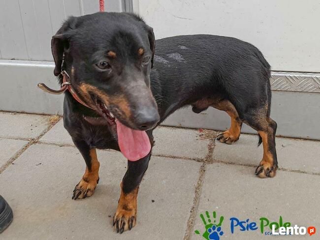 TOD - młody czarny podpalany piesek