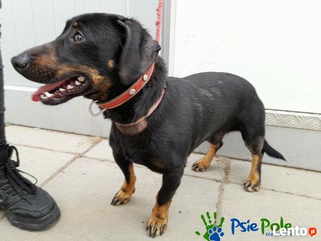 TOD - młody czarny podpalany piesek