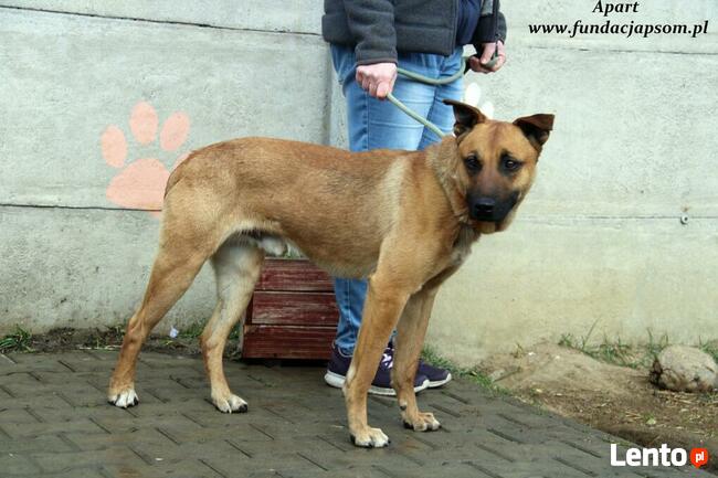 Apart - duży młodziak