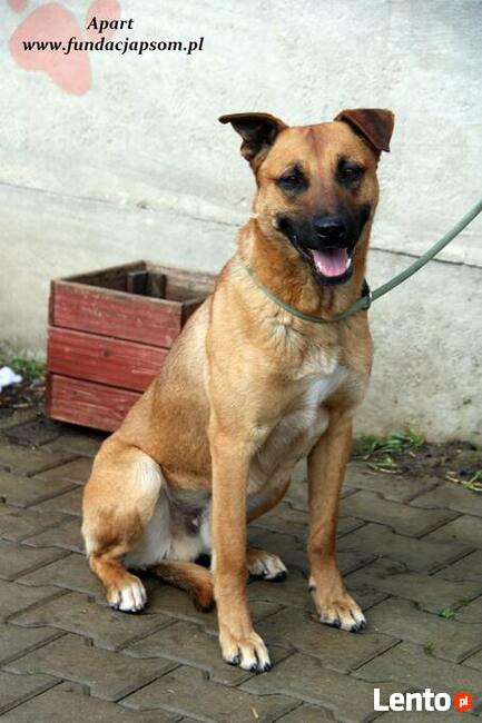 Apart - duży młodziak