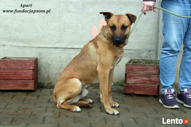 Apart - duży młodziak