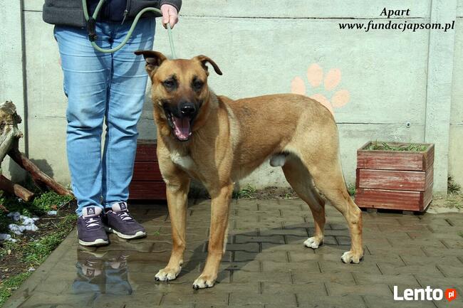 Apart - duży młodziak