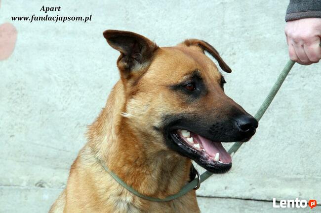 Apart - duży młodziak