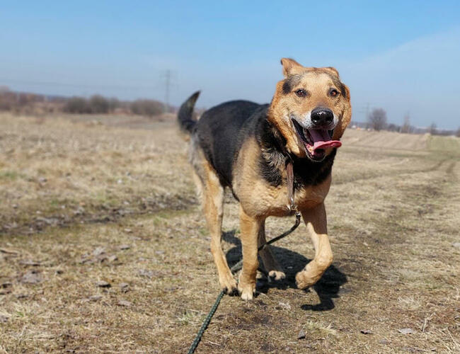 Kubuś kochany seniorek szuka domu z ogrodem Marta Leśn.