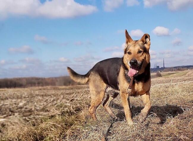 Kubuś kochany seniorek szuka domu z ogrodem Marta Leśn.