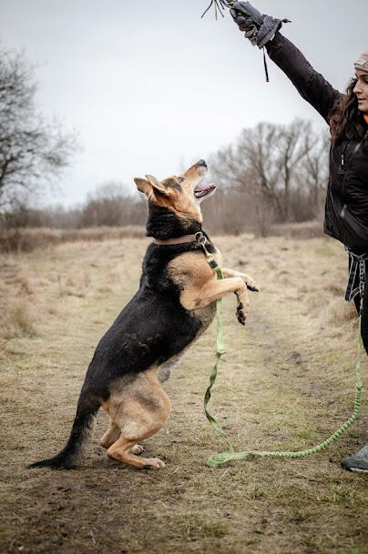 Kubuś kochany seniorek szuka domu z ogrodem Marta Leśn.