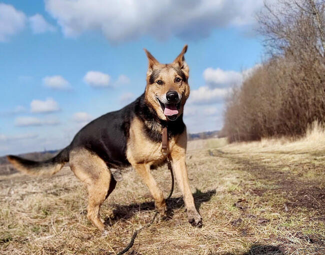 Kubuś kochany seniorek szuka domu z ogrodem Marta Leśn.