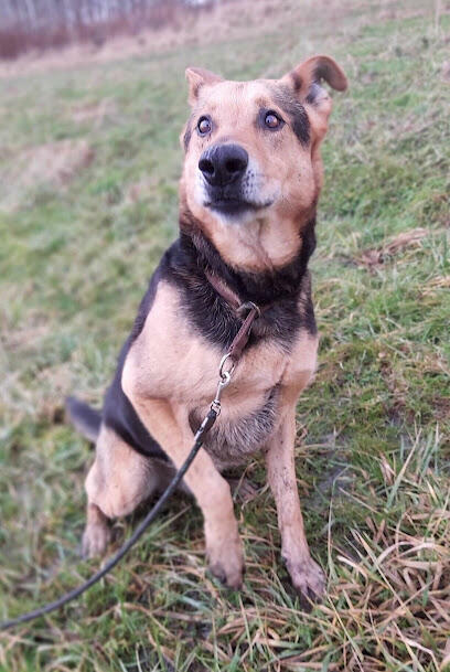 Kubuś kochany seniorek szuka domu z ogrodem Marta Leśn.